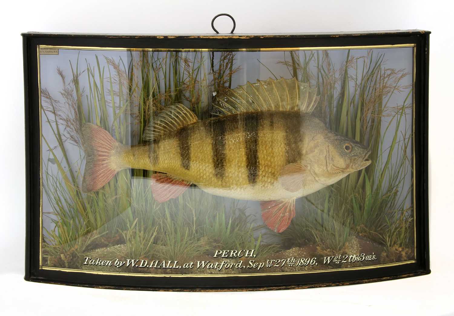 Lot 100 - A taxidermy perch by J Cooper & Sons
