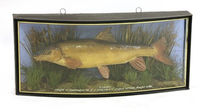Lot 100G - A taxidermy barbel by J Cooper & Sons
