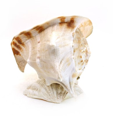 Lot 78 - A large conch shell lamp
