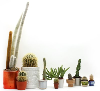 Lot 471 - Twenty five cactus and succulent plants in pots