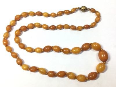 Lot 81 - A single row graduated olive shaped butterscotch amber bead necklace
