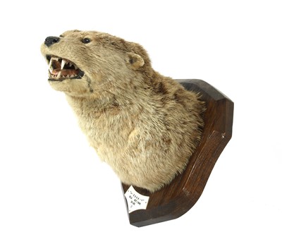 Lot 308 - Taxidermy: Otter mask