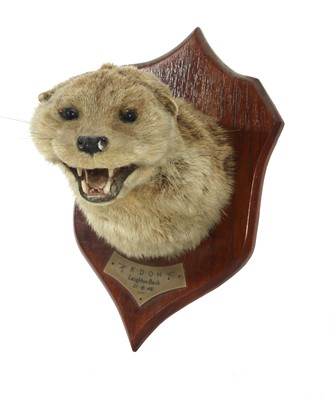 Lot 309 - Taxidermy: Otter mask