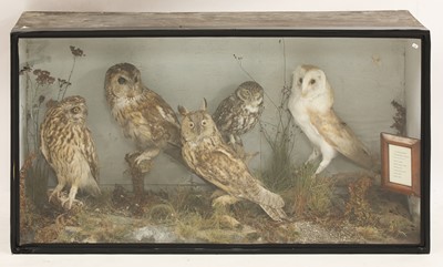 Lot 207 - Taxidermy: a cased parliament of owls