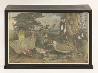 Lot 205 - Taxidermy: cased British woodpeckers