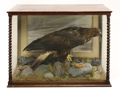 Lot 208 - Taxidermy: a cased golden eagle (Aquila chrysaetos)