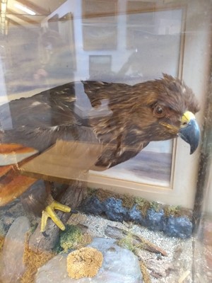 Lot 208 - Taxidermy: a cased golden eagle (Aquila chrysaetos)