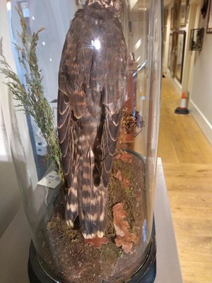 Lot 209 - Taxidermy: merlin (Falco columbarius)