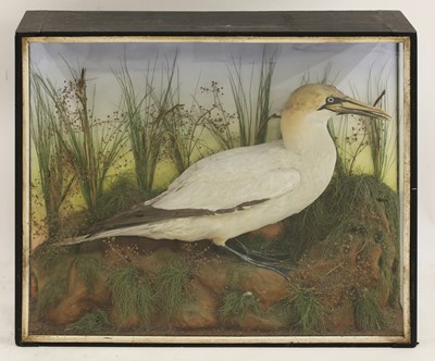 Lot 204 - Taxidermy: a cased Northern gannet (Sula bassana)