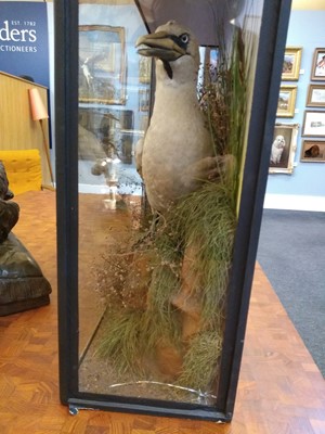 Lot 204 - Taxidermy: a cased Northern gannet (Sula bassana)