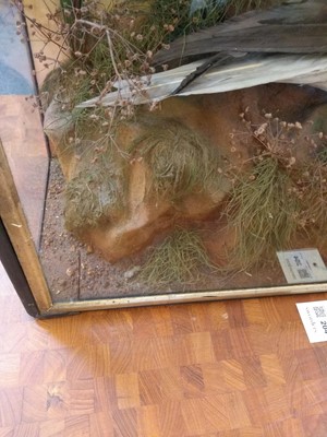 Lot 204 - Taxidermy: a cased Northern gannet (Sula bassana)
