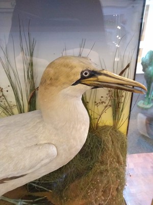 Lot 204 - Taxidermy: a cased Northern gannet (Sula bassana)