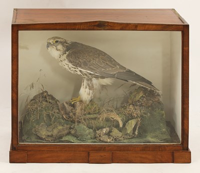 Lot 202 - Taxidermy: cased saker falcon (Falco cherrug)