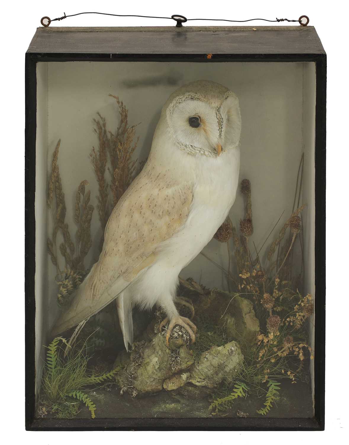 Lot 206 - Taxidermy: a cased barn owl (Tyto alba)