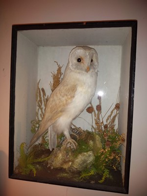 Lot 206 - Taxidermy: a cased barn owl (Tyto alba)
