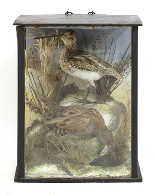 Lot 201 - Taxidermy: cased snipe and water rail on a rocky outcrop