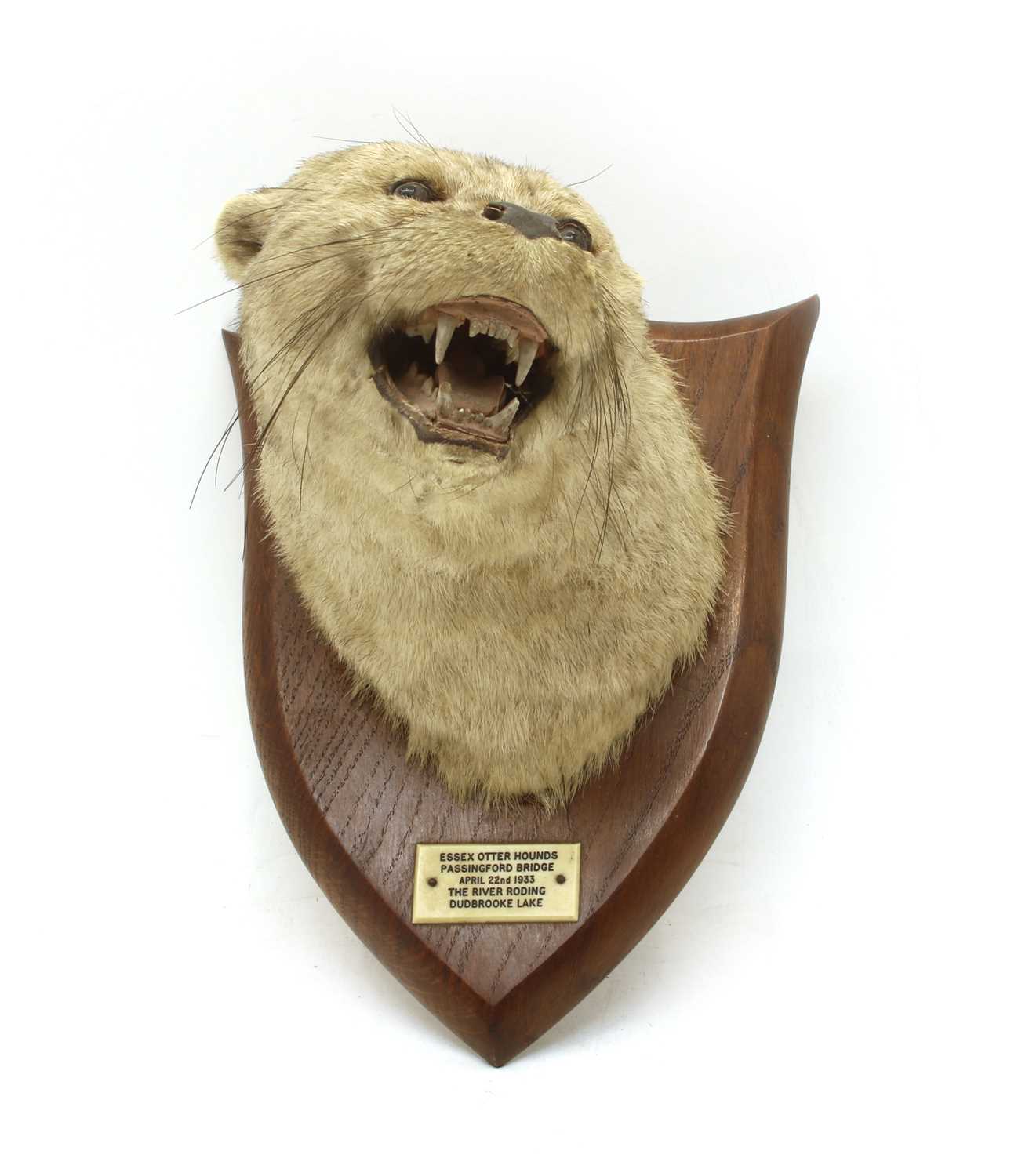 Lot 103 - Taxidermy: an otter's head