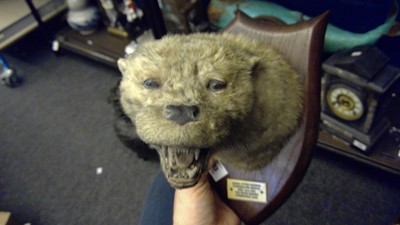 Lot 103 - Taxidermy: an otter's head