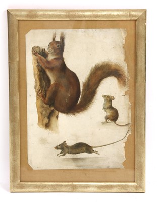 Lot 352 - A fine framed 19th Century watercolour study of a tufted red squirrel and two mice