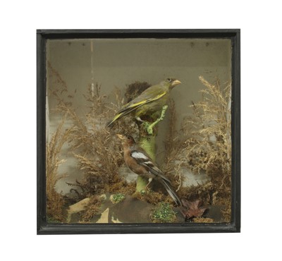Lot 246C - Taxidermy: a greenfinch and chaffinch
