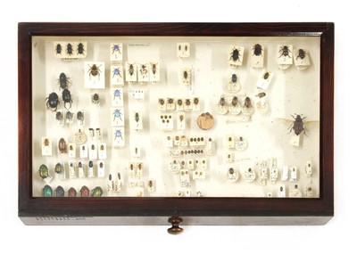 Lot 332 - A small collector's chest