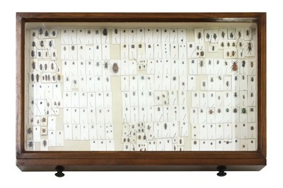 Lot 330 - A beech collector's cabinet
