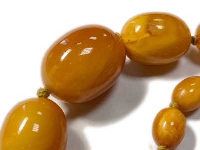 Lot 41 - A single row graduated olive-shaped butterscotch amber bead necklace
