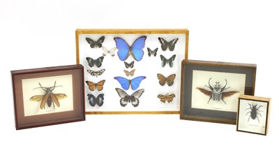 Lot 329 - A small collection of taxidermy insects