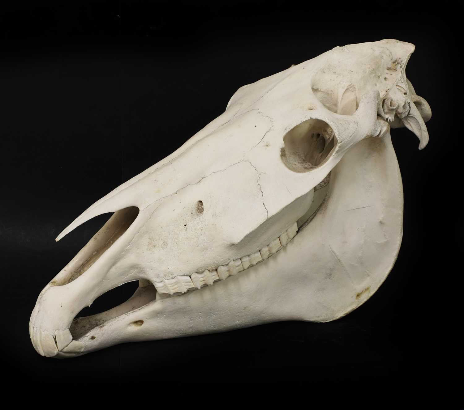 Lot 170 A SHIRE HORSE SKULL,