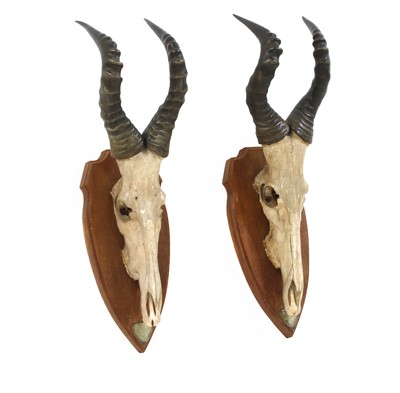 Lot 229 - A pair of Jackson's Hartebeest skull trophy mounts