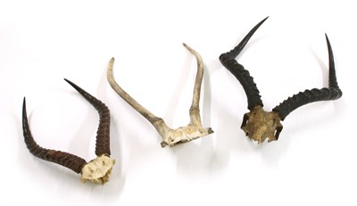 Lot 397 - Six pairs of various horns