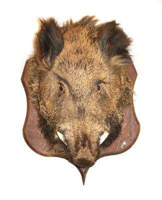 Lot 481 - A taxidermy of a boar's head