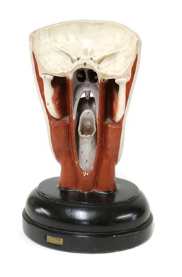 Lot 42 - A Bock-Steger anatomical face