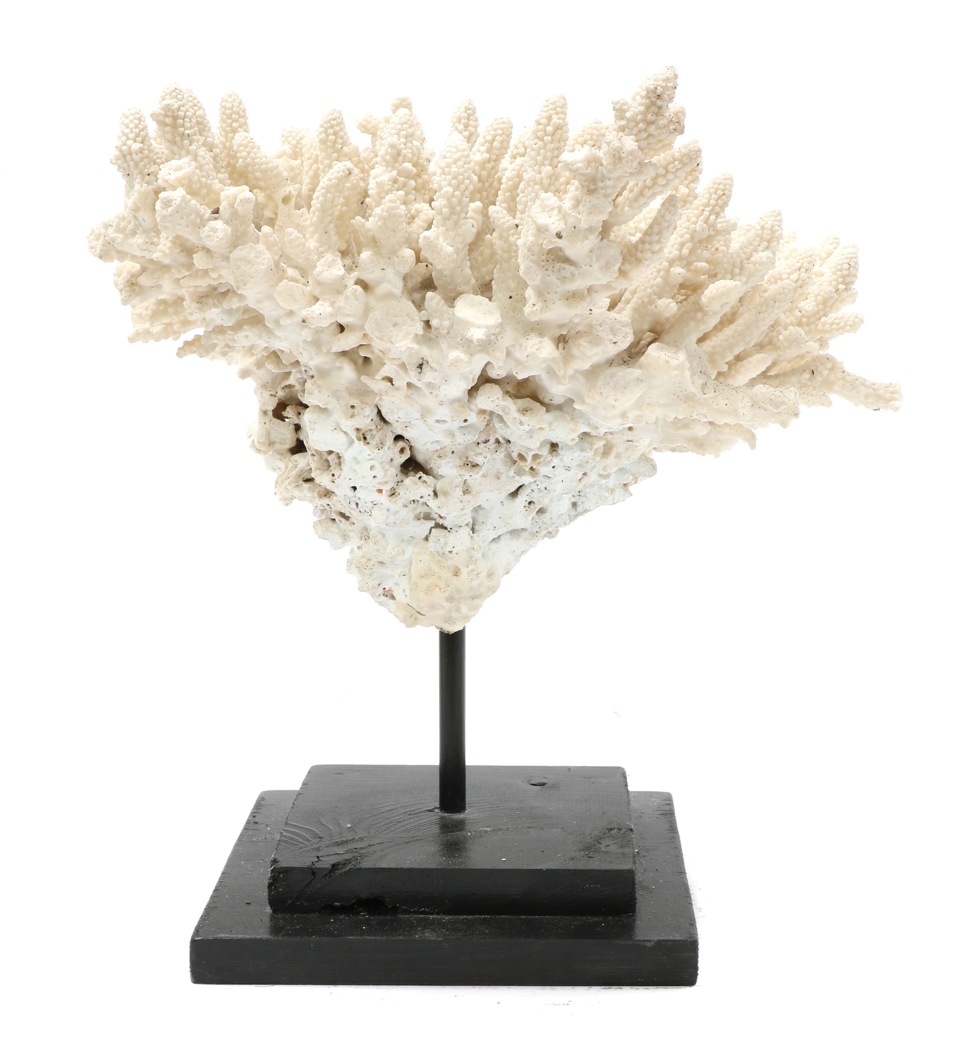 Lot 386 - Finger Coral,