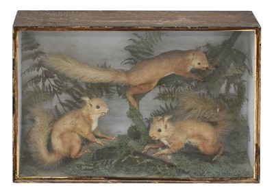 Lot 235 - RED SQUIRRELS