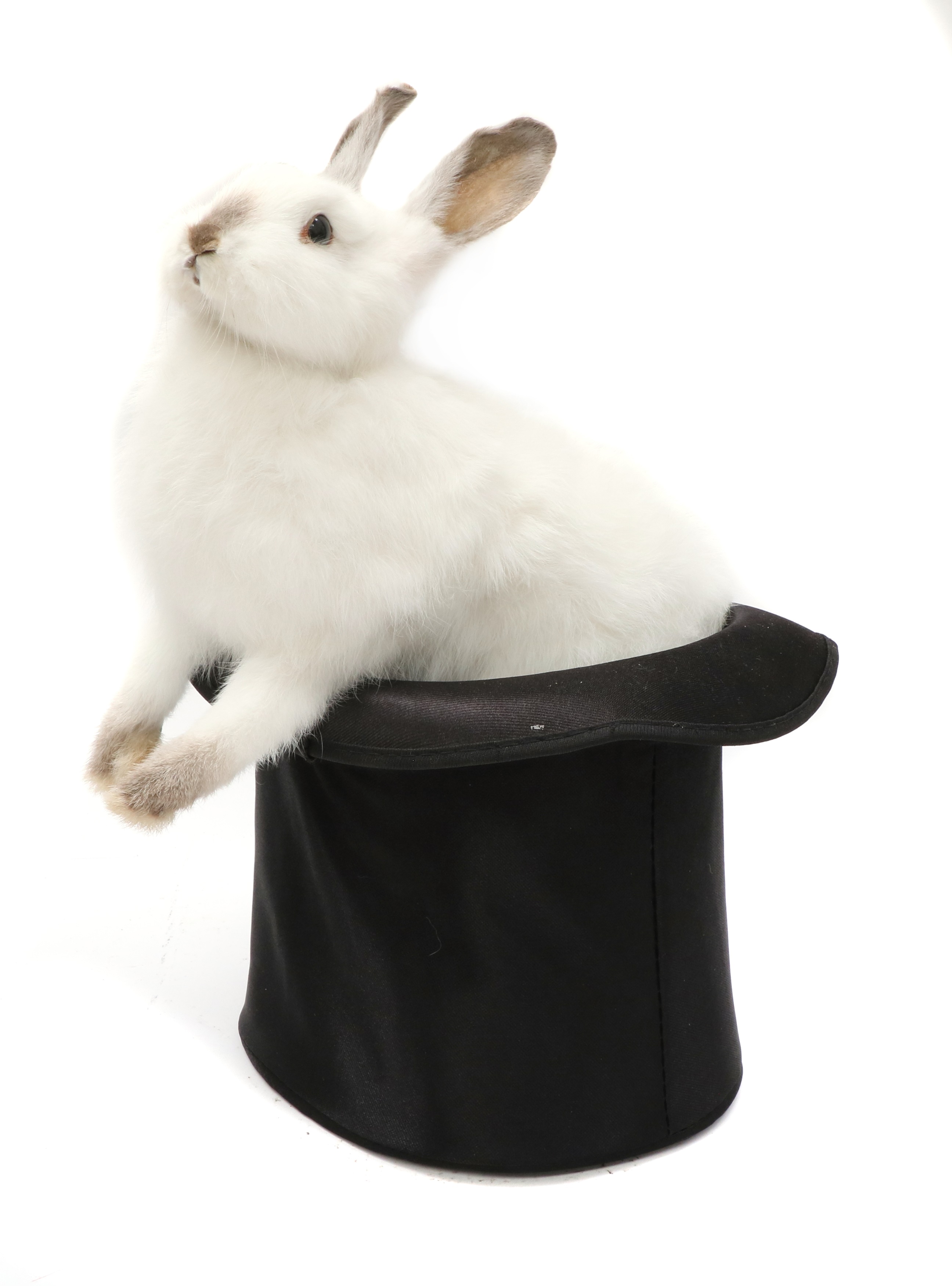 Lot 52 MAGICIAN'S WHITE RABBIT,