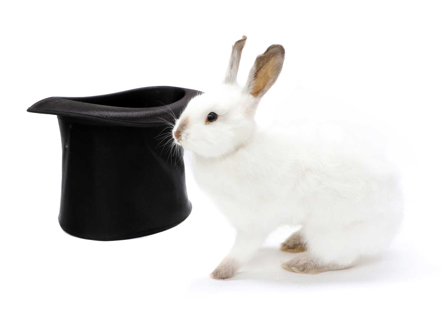 Magic Whote Rabbit Lot 52 - MAGICIAN'S WHITE RABBIT,