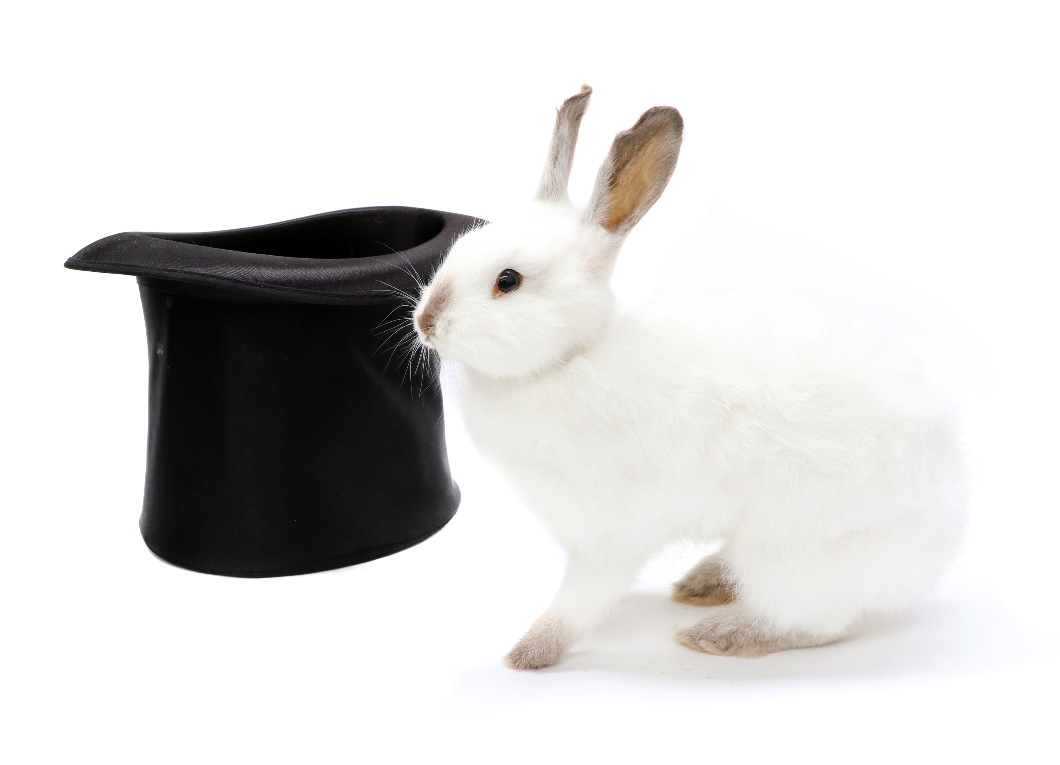 Lot 52 MAGICIAN'S WHITE RABBIT,