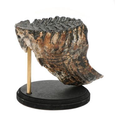 Lot 245 - MAMMOTH TOOTH