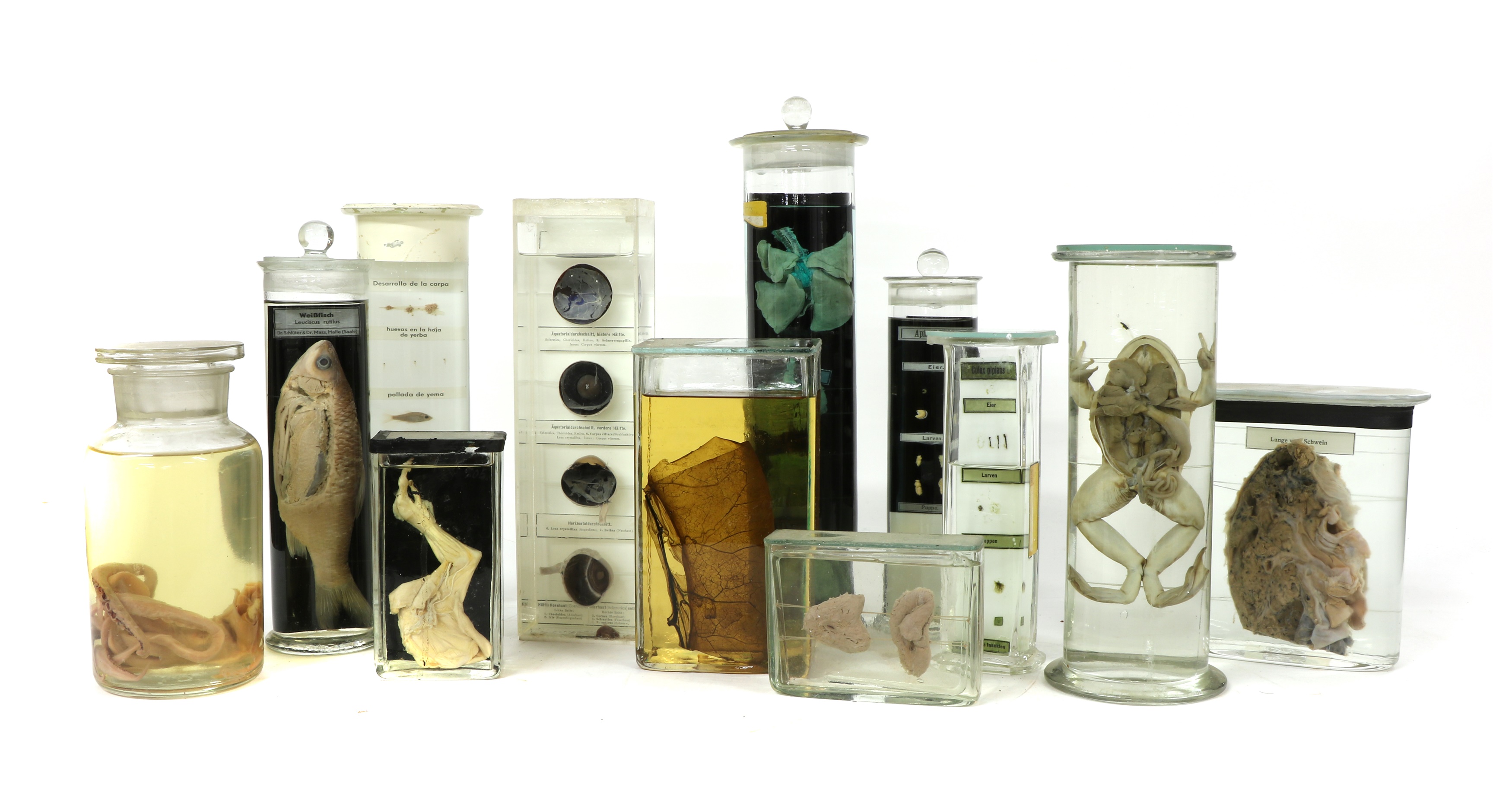 Lot 200 - SCIENTIFIC SPECIMENS,
