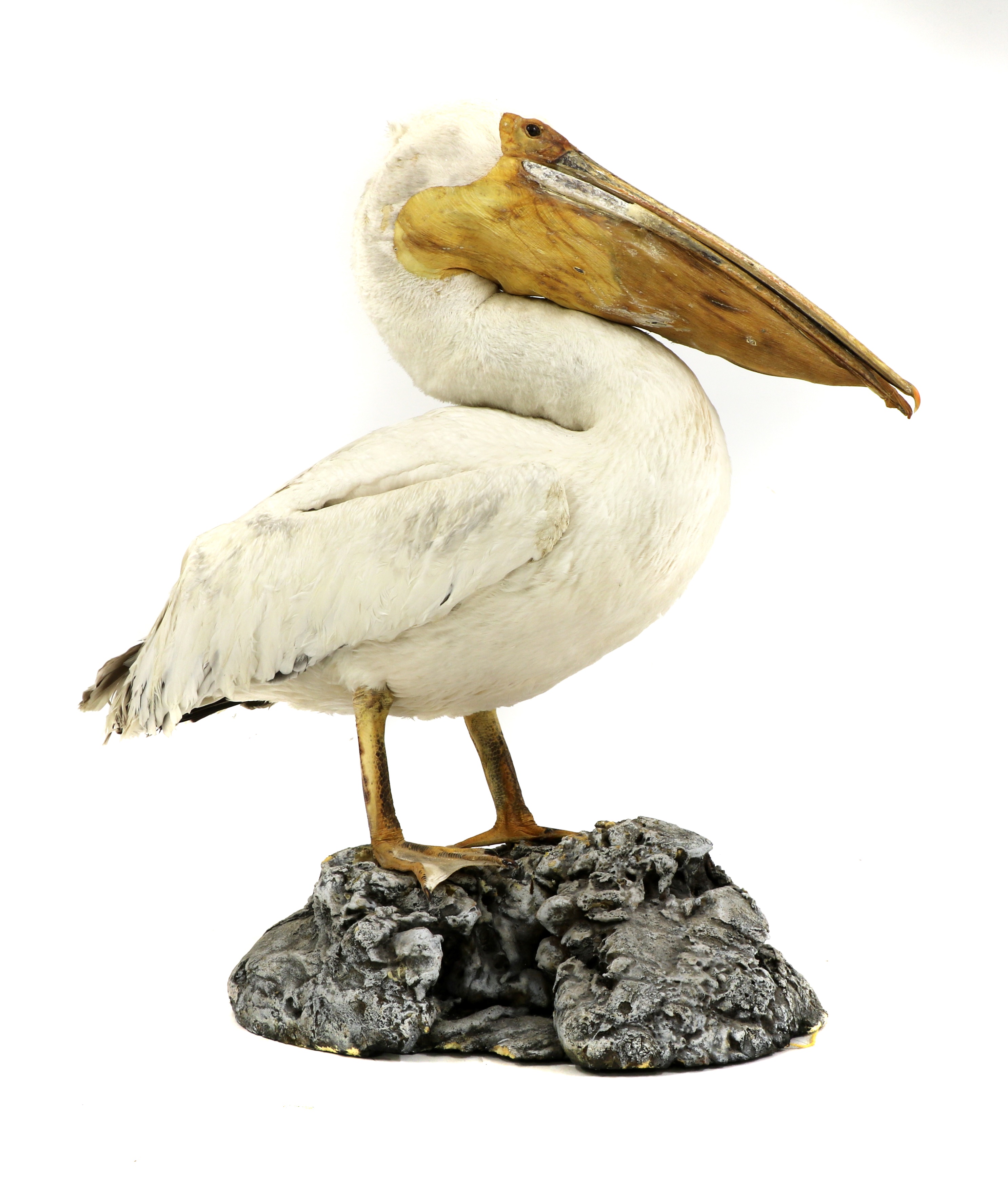 Lot 206 - PELICAN,