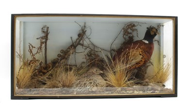 Lot 184A - TAXIDERMY: A pair of pheasants in a naturalistic setting