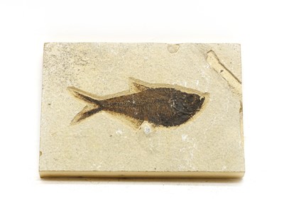 Lot 63 - A Diplomystus fish fossil (USA)