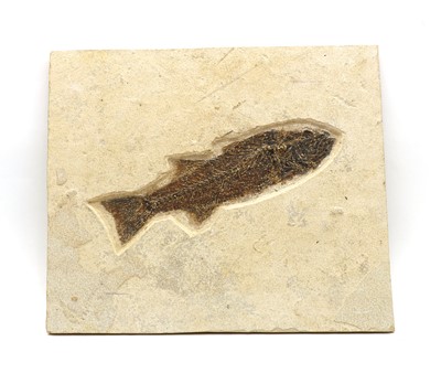 Lot 83 - A large fish fossil on matrix