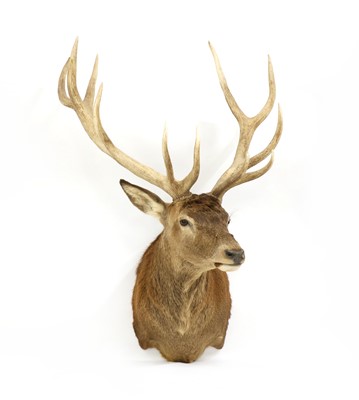 Lot 266 - Taxidermy: Scottish Red Deer (Cervus elaphus) Stag head and shoulder
