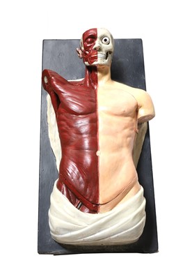 Lot 422 - An Adam,Rouilly anatomical torso