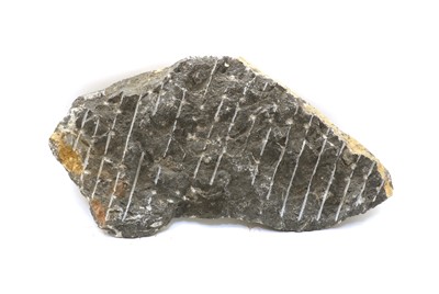 Lot 250 - An Orthoceras polished fossil plate