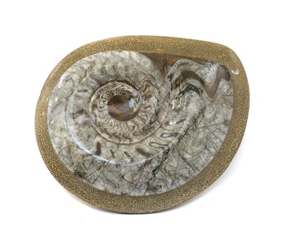 Lot 312 - A polished Ommonite slab