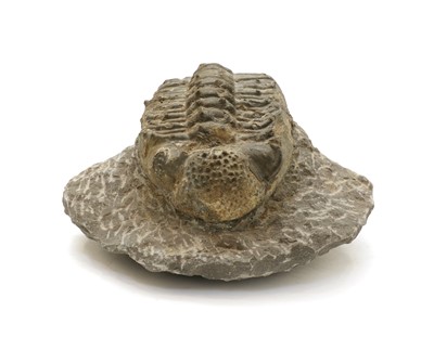 Lot 318 - A large Moroccan trilobite