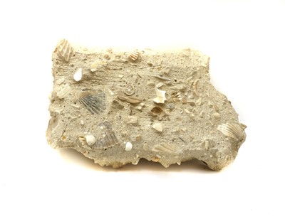 Lot 314 - A Pecten Benedictus shell fossil group